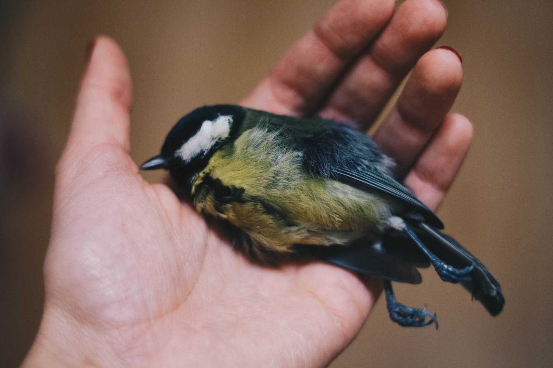 person holding black and green bird